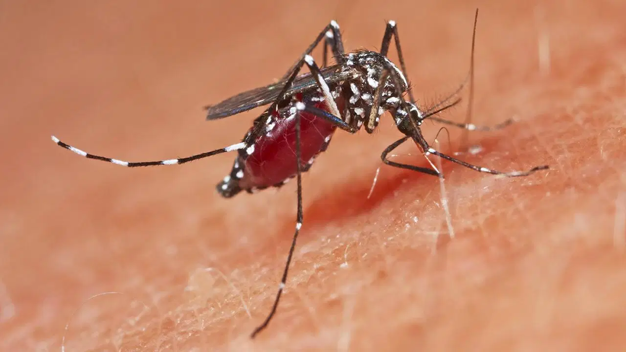 cinde 3 seviye acil durum ilan edildi 1714 chikungunya atesi vakasi GUPGtayO
