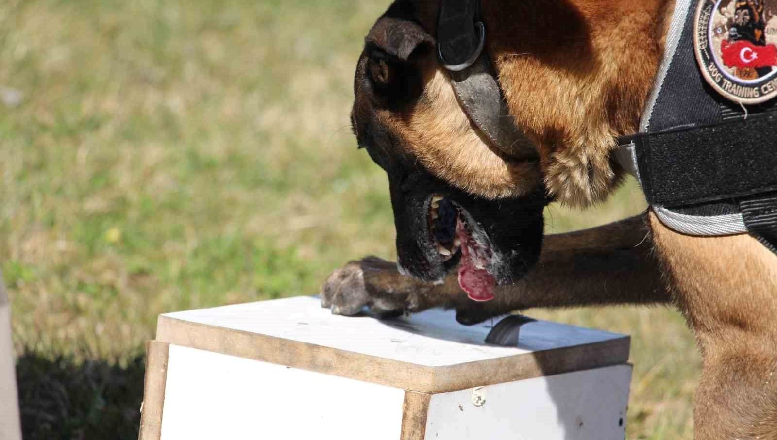 boludaki uyusturucu operasyonu 13 supheli yakalandi w7CLrEej