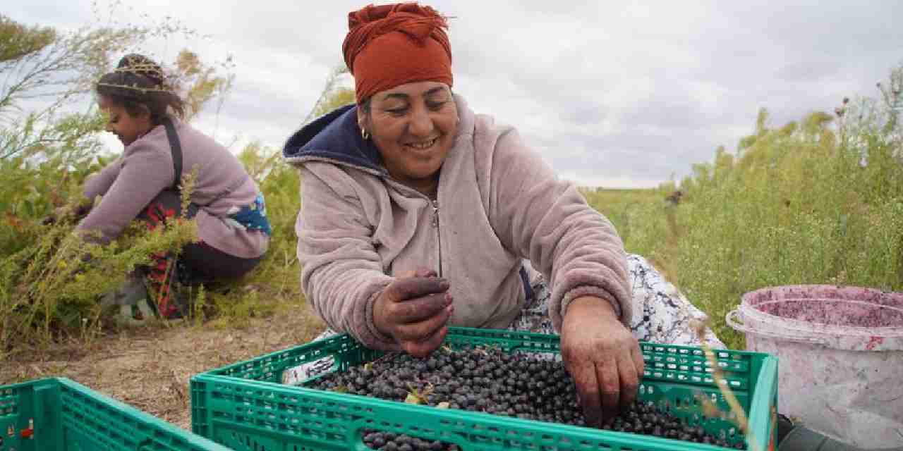 edirnede hasadi basladi super meyve olarak biliniyor talep yagiyor ducDBhEj.jpg