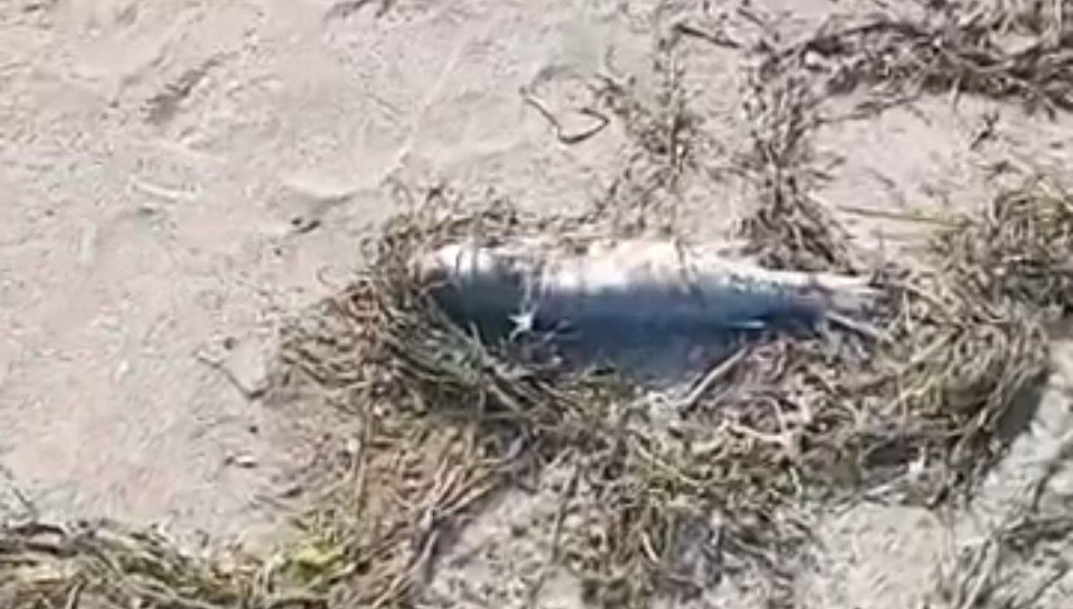 sahilde cok sayida balik olu bulundu 1U8LvCOX.jpg