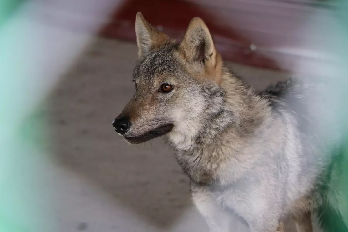 vanda kapali alanda tutulan iki kurt kurtarildi SNmrYXy1.jpg