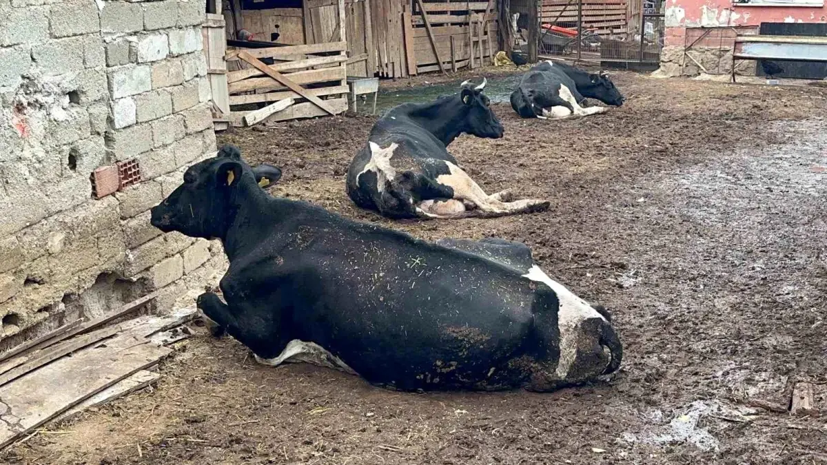 sap hastaligi ciftciyi vurdu r9pi6Twh.jpg