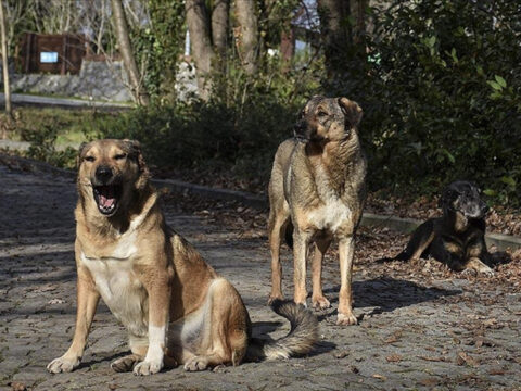Sokak Köpekleri Toplanma Oranları Bakan Çiftçi Tarafından Açıkladı