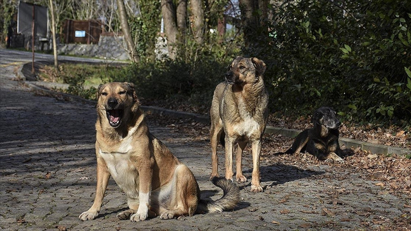 Sokak Köpekleri Toplanma Oranları Bakan Çiftçi Tarafından Açıkladı