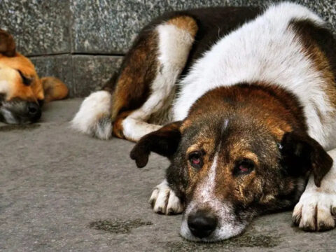 Ankara’da NATO Zirvesi İçin Sahipsiz Köpeklerin Toplanması